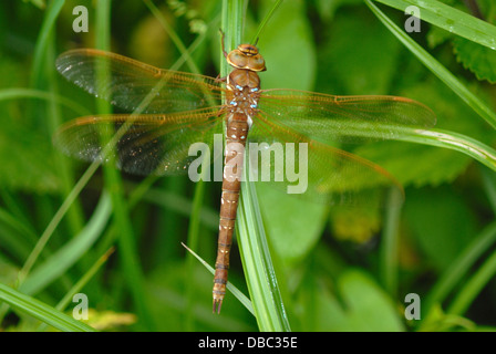 Eine braune Hawker-Libelle Stockfoto