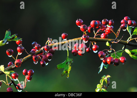 Roten Weißdornbeeren Stockfoto