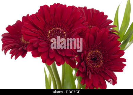 Bouquet von vier schöne rote Gerbera Stockfoto