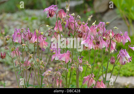 Blüten der Akelei hautnah Aquilegia caerulea Stockfoto