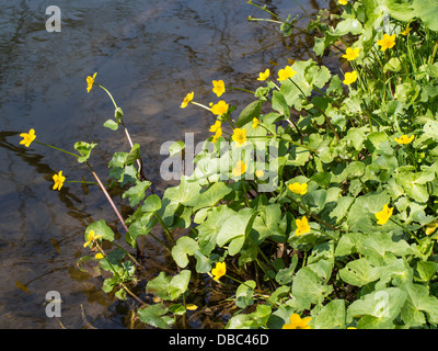 Marsh Marigold oder Dotterblumen (Caltha Palustris) durch den Fluss Derwent Yorkshire UK Stockfoto