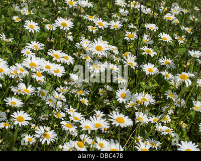 Ochsen-Auge Daisy (Leucanthemum Vulgare) Norfolk UK Stockfoto