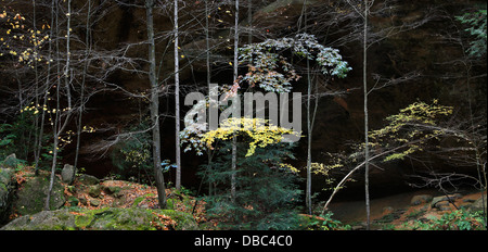 Bäume und Blätter im Herbst um den malerischen alten Mann Cave State Park Central Ohio, Hocking Hills Region, USA Stockfoto