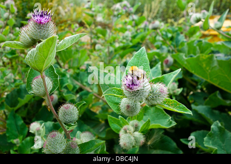 Arctium Lappa, gemeinhin als die große Klette Stockfoto