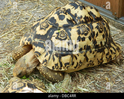 Pantherschildkröte Fütterung Stockfoto