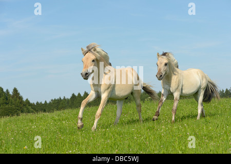 Zwei norwegische Fjord Pferd Jährlinge im Feld Stockfoto