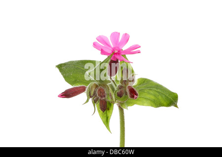 Rote Campion, Silene Dioica, Blumen und Blätter Nahaufnahme isoliert gegen weiß Stockfoto