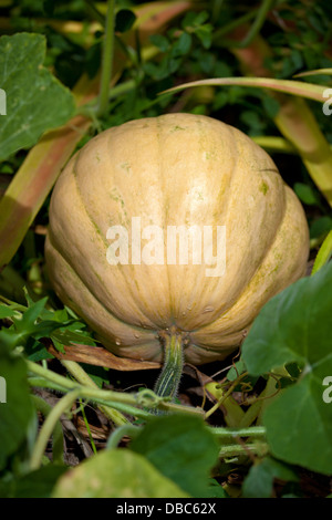 Nahaufnahme von einem unreifen Kürbis wächst in einem grünen Bio-Gemüse Garten in Insel Aitutaki, Cook-Inseln Stockfoto