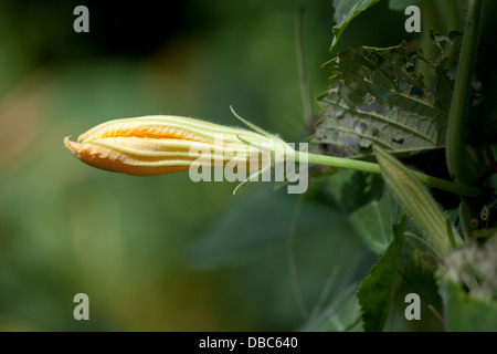 Gelbe Zucchini oder Zucchini Pflanze (Cucurbita Pepo) in einem grünen Bio-Gemüsegarten auf der Insel Aitutaki, Cook-Inseln Stockfoto