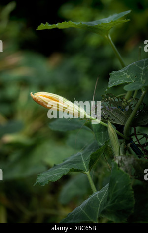 Gelbe Zucchini oder Zucchini Pflanze (Cucurbita Pepo) in einem grünen Bio-Gemüsegarten auf der Insel Aitutaki, Cook-Inseln Stockfoto