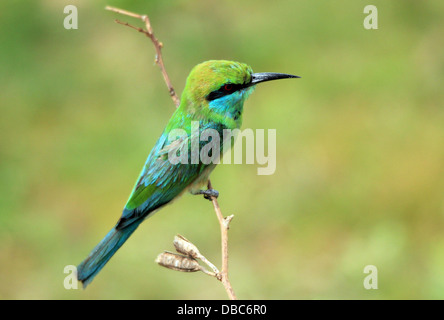 Blau-tailed Bienenfresser (Merops Philippinus) auf einem Ast, Yala, Sri Lanka Stockfoto