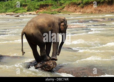 Junger Lankesian Elefant (Elephas Maximus Maximus) balancieren auf einem Stein in Ma Oya Fluss, Pinnawela, Sri Lanka Stockfoto