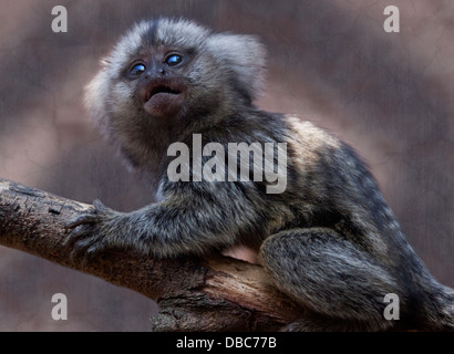 Gemeinsamen Marmoset (Callithrix Jacchus) juvenile Stockfoto