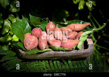 Süße rote Biokartoffeln in einer Holzschale bereit für den Verkauf auf einem Gemüsemarkt in Insel Aitutaki, Cook-Inseln Stockfoto