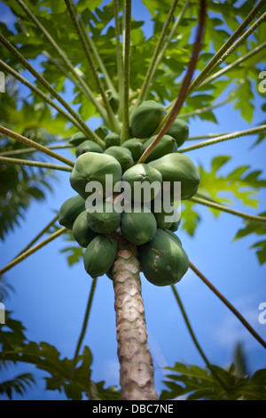 Papayas wachsen auf Papayabaum (Carica Papaya) in einem tropischen Bio-Obst und Gemüse Plantage in Insel Aitutaki, Cook-Inseln Stockfoto
