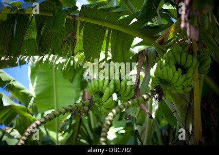 Trauben von Bananen Reifen auf Bananenstauden in einem grünen Bio-Obst und Gemüse Plantage in Insel Aitutaki, Cook-Inseln Stockfoto