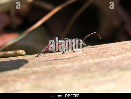 Sehr detaillierte zwei gebändert Longhorn Beetle (Rhagium Bifasciatum) Nahaufnahmen in verschiedenen Posen (10 Bilder) Stockfoto