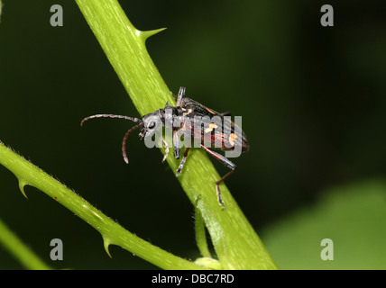 Sehr detaillierte zwei gebändert Longhorn Beetle (Rhagium Bifasciatum) Nahaufnahmen in verschiedenen Posen (10 Bilder) Stockfoto