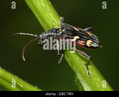 Sehr detaillierte zwei gebändert Longhorn Beetle (Rhagium Bifasciatum) Nahaufnahmen in verschiedenen Posen (10 Bilder) Stockfoto