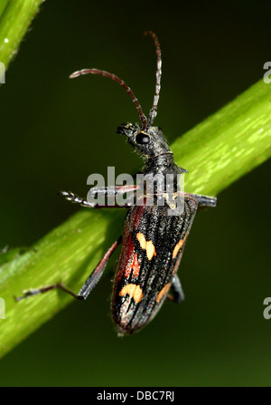 Sehr detaillierte zwei gebändert Longhorn Beetle (Rhagium Bifasciatum) Nahaufnahmen in verschiedenen Posen (10 Bilder) Stockfoto