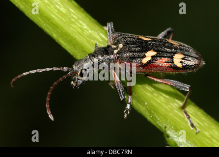 Sehr detaillierte zwei gebändert Longhorn Beetle (Rhagium Bifasciatum) Nahaufnahmen in verschiedenen Posen (10 Bilder) Stockfoto