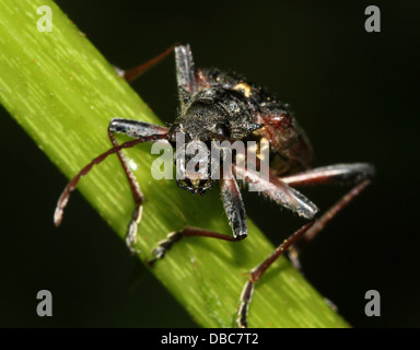 Sehr detaillierte zwei gebändert Longhorn Beetle (Rhagium Bifasciatum) Nahaufnahmen in verschiedenen Posen (10 Bilder) Stockfoto