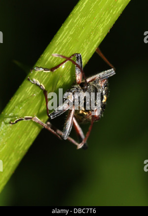 Sehr detaillierte zwei gebändert Longhorn Beetle (Rhagium Bifasciatum) Nahaufnahmen in verschiedenen Posen (10 Bilder) Stockfoto