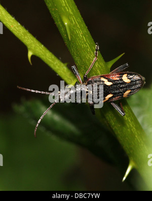 Sehr detaillierte zwei gebändert Longhorn Beetle (Rhagium Bifasciatum) Nahaufnahmen in verschiedenen Posen (10 Bilder) Stockfoto