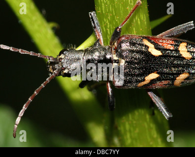 Sehr detaillierte zwei gebändert Longhorn Beetle (Rhagium Bifasciatum) Nahaufnahmen in verschiedenen Posen (10 Bilder) Stockfoto