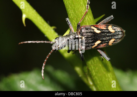 Sehr detaillierte zwei gebändert Longhorn Beetle (Rhagium Bifasciatum) Nahaufnahmen in verschiedenen Posen (10 Bilder) Stockfoto