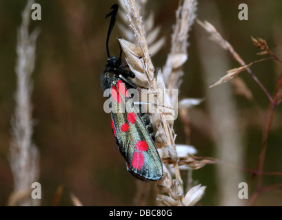 Sechs-Spot Burnet (Zygaena Filipendulae) posiert auf verschiedenen Blumen und Pflanzen Stockfoto