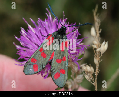 Sechs-Spot Burnet (Zygaena Filipendulae) auf Nahrungssuche auf einer lila Distel Blume Stockfoto