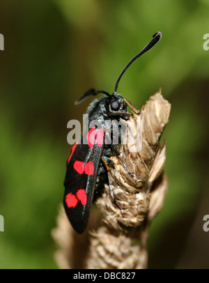 Sechs-Spot Burnet (Zygaena Filipendulae) posiert auf verschiedenen Blumen und Pflanzen Stockfoto