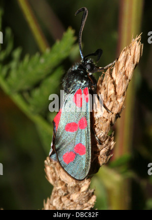 Sechs-Spot Burnet (Zygaena Filipendulae) posiert auf verschiedenen Blumen und Pflanzen Stockfoto