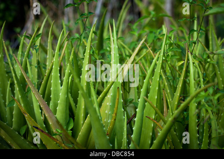 Aloe Vera lässt (Aloe Barbadensis) in einem grünen Bio-Gemüsegarten auf der Insel Aitutaki, Cook-Inseln wachsen Stockfoto