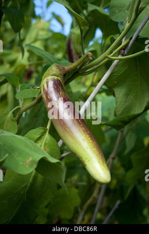 Einzelne Aubergine oder Aubergine Obst hängen von der Pflanze wächst in einem grünen Bio-Gemüse Garten auf der Insel Aitutaki, Cook-Inseln Stockfoto