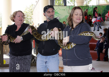 Einige Leute halten einen großen Python Schlange bei einer Tier-Show im Dschungel Parrot Island von Miami, Florida, eine beliebte Attraktion. Stockfoto