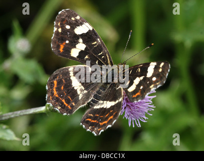 Nahaufnahme einer 2. Generation / Sommer Brut europäische Karte Schmetterling (Araschnia Levana) Fütterung auf einer Distel Blume Stockfoto