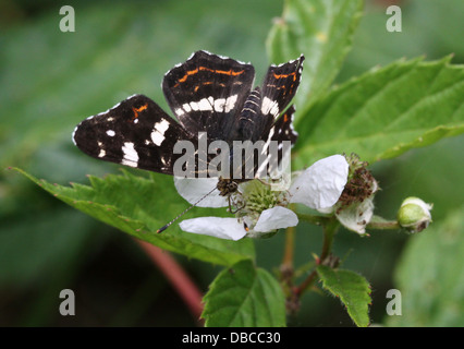 Nahaufnahme einer 2. Generation europäischer Karte Schmetterling (Araschnia Levana) Stockfoto