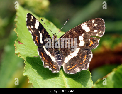 Nahaufnahme einer 2. Generation europäischer Karte Schmetterling (Araschnia Levana) Stockfoto