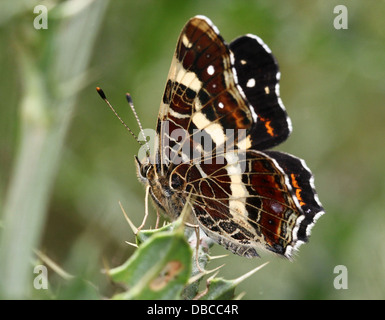 Nahaufnahme einer 2. Generation europäischer Karte Schmetterling (Araschnia Levana) Stockfoto