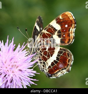 Nahaufnahme einer 2. Generation / Sommer Brut europäische Karte Schmetterling (Araschnia Levana) Fütterung auf einer Distel Blume Stockfoto