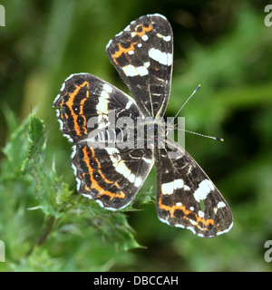 Nahaufnahme einer 2. Generation europäischer Karte Schmetterling (Araschnia Levana) Stockfoto