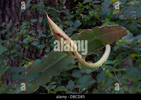 Nacht – Blooming Cereus Stockfoto