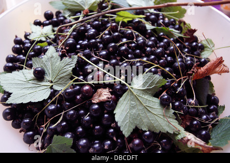 Abgeholt und in den Garten angebaut. l-R Johannisbeeren - Ribes Nigrum, Stockfoto