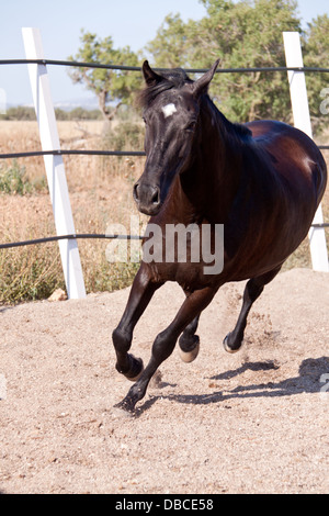 Caballo de Pura Raza Menorquina Prm Pferd im freien Rollen auf Boden Stockfoto