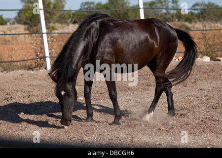 Caballo de Pura Raza Menorquina Prm Pferd im freien Rollen auf Boden Stockfoto