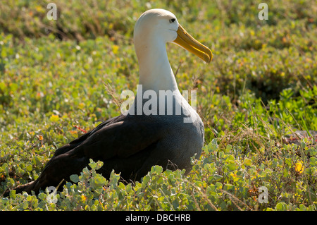 Gewellte Albatrosse nisten auf Espanola Insel, Galapagos Stockfoto