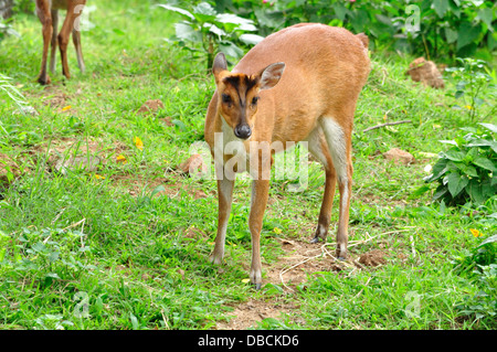 Indische bellende Hirsche Stockfoto