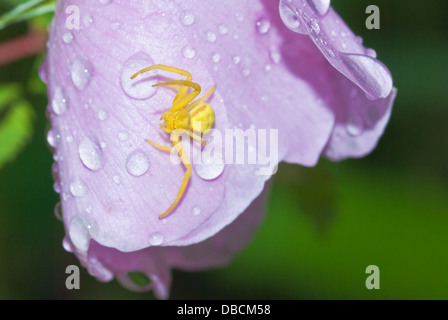 Goldrute Krabbenspinne auf einem Tautropfen bedeckt wild Rosenblüten (Rosa Acicularis), Fort Assiniboine Sandhills, Alberta Stockfoto